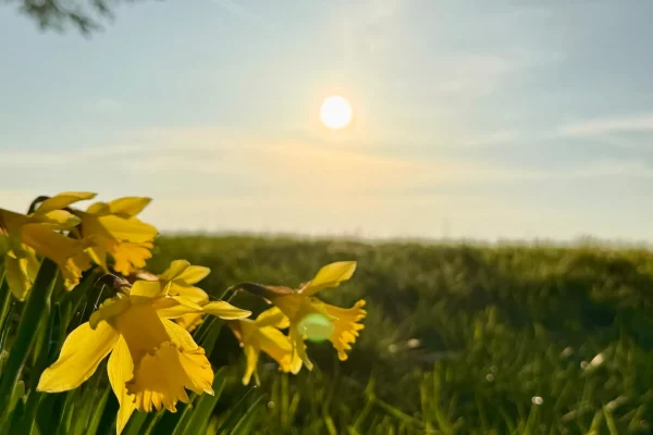 Baufinanzierung Dresden by BauFinanzHelden